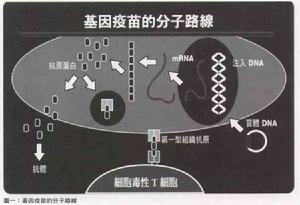 基因疫苗的分子路线 基因疫苗的分子路线