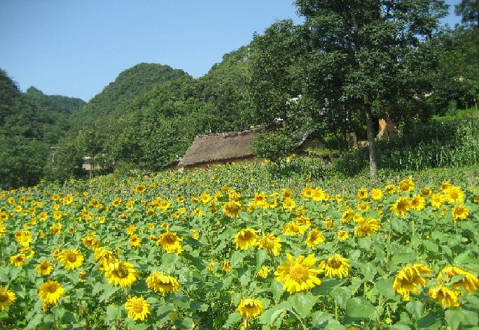 大山苗族彝族乡 大山苗族彝族乡