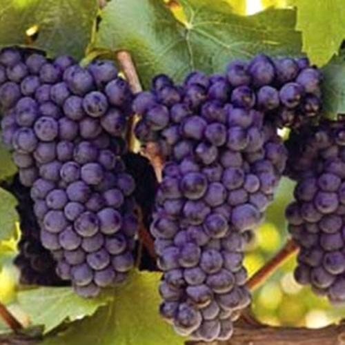 皮诺塔吉(Pinotage) 皮诺塔吉(Pinotage)