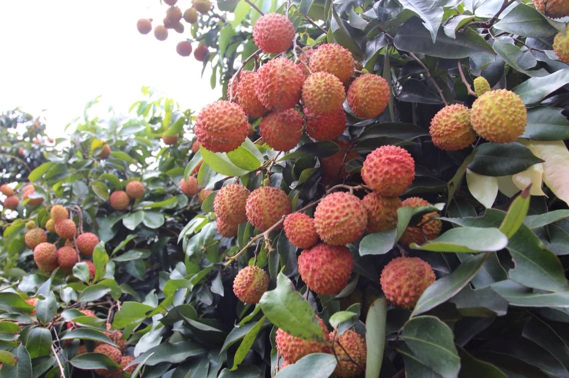 增城荔枝 增城荔枝