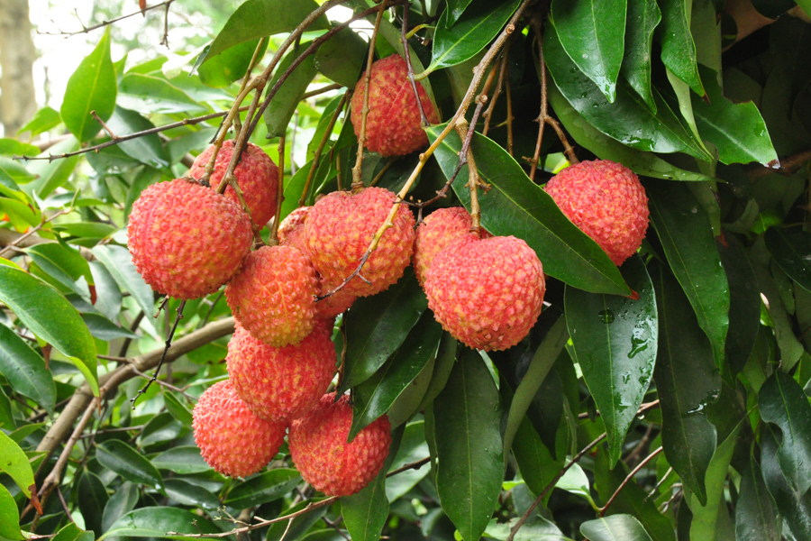 东莞荔枝 东莞荔枝