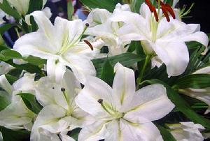 茫荡镇 茫荡镇