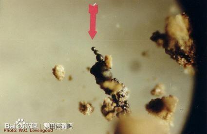 麦田圈土壤中的磁性颗粒 麦田圈土壤中的磁性颗粒