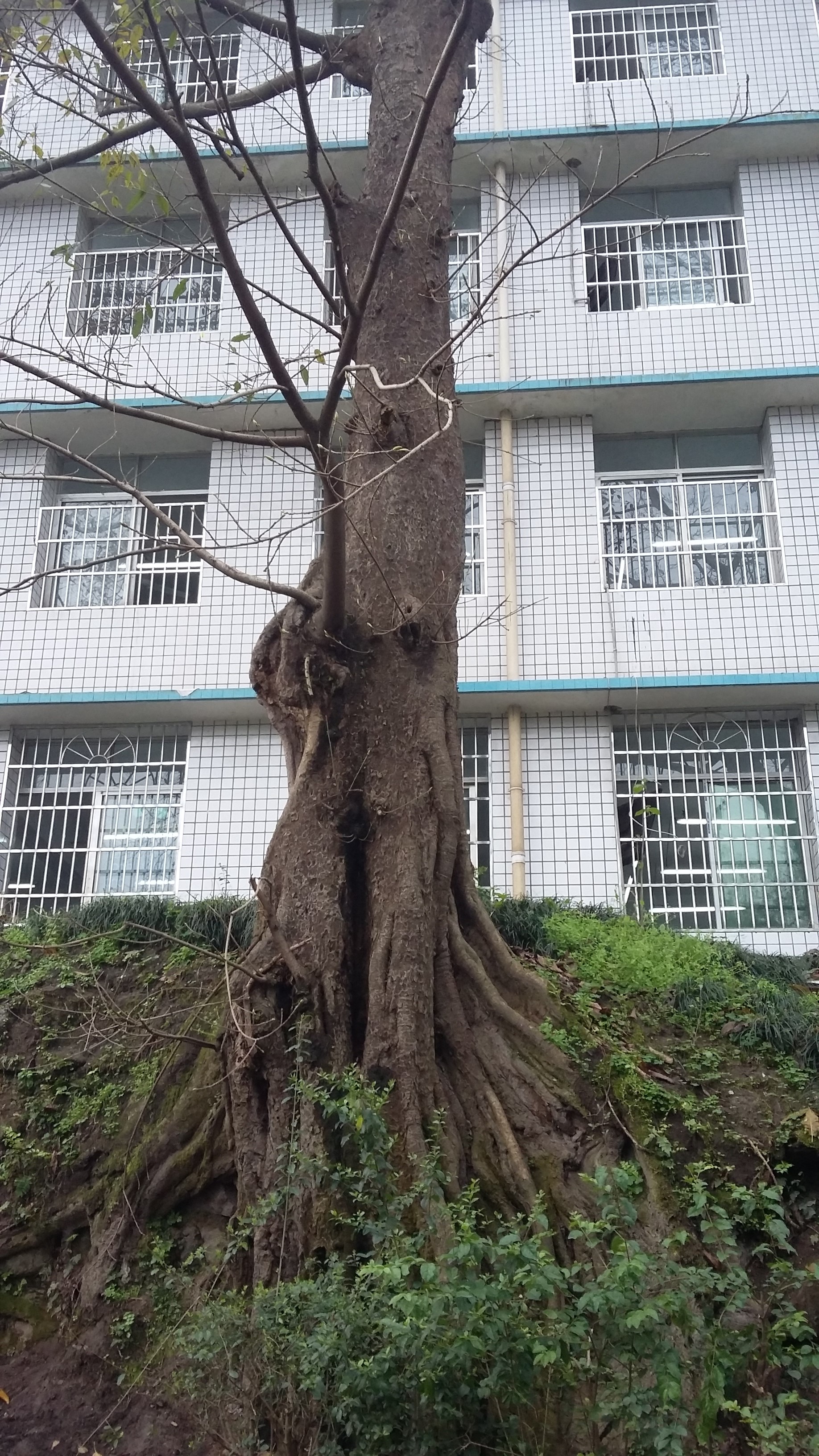 綦江区东溪书院街国小 綦江区东溪书院街国小