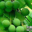 小果穗属 小果穗属