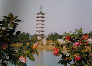 中国茶花文化园 中国茶花文化园