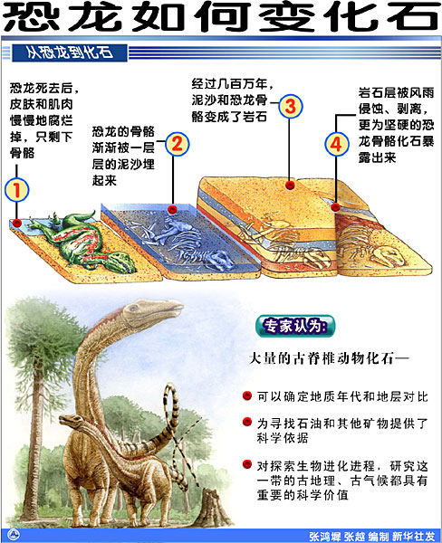 恐龙变成化石过程 恐龙变成化石过程