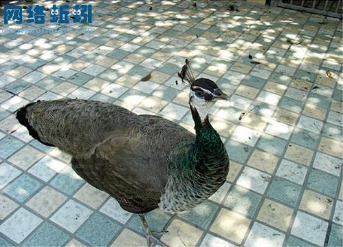 雌性蓝孔雀 雌性蓝孔雀