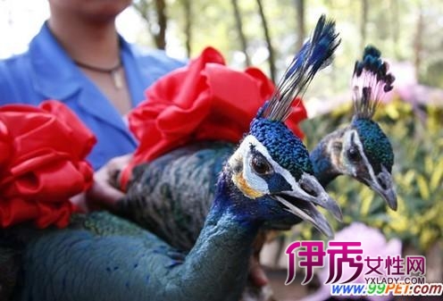 蓝绿杂交孔雀 蓝绿杂交孔雀
