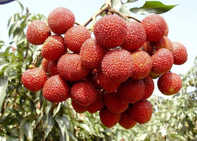 东莞荔枝 东莞荔枝