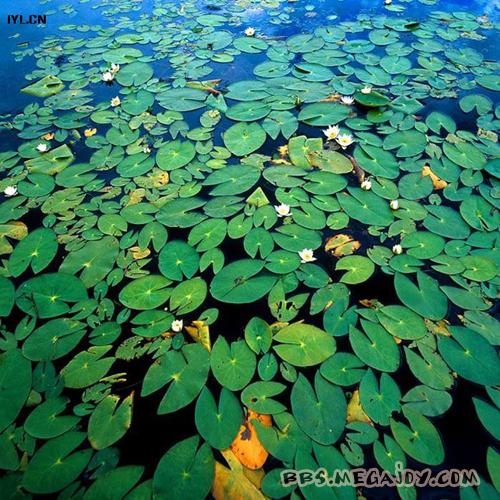 三江平原湿地 三江平原湿地