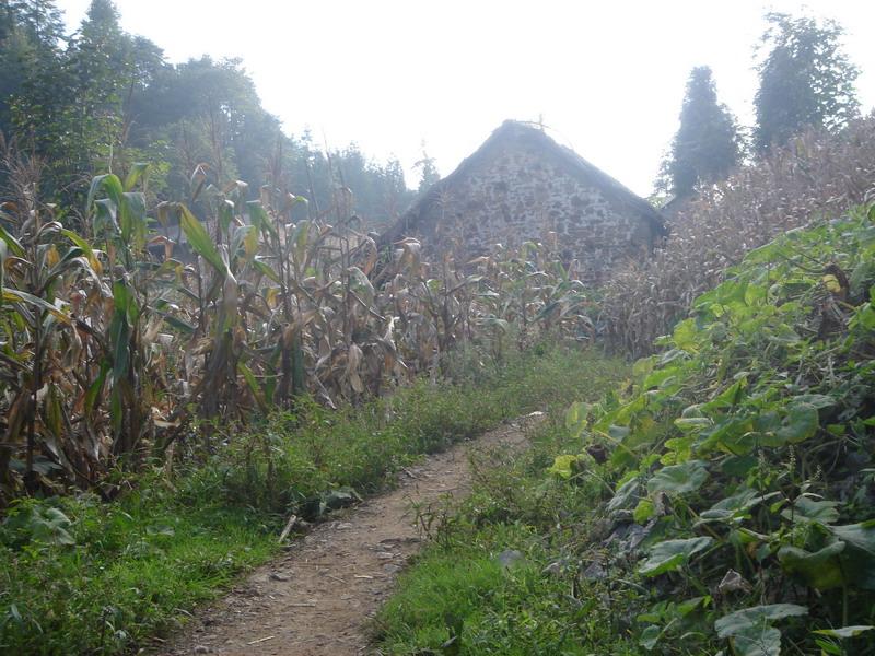 岩上自然村(大关县悦乐镇塘坊村下辖自然村) 岩上自然村(大关县悦乐镇塘坊村下辖自然村)