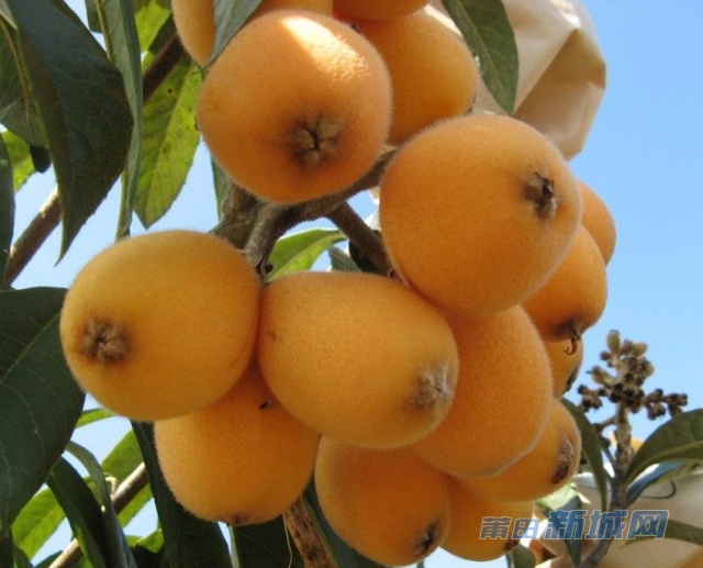 常太枇杷 常太枇杷