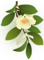 茶花 茶花