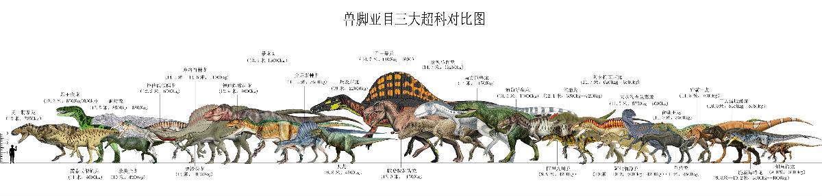兽脚亚目三大超科对比图 兽脚亚目三大超科对比图