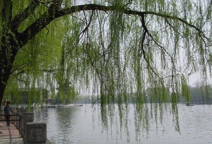 旱柳 旱柳