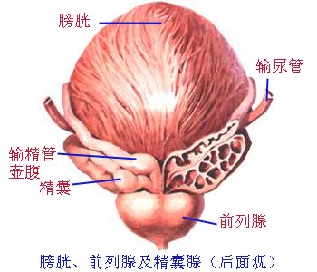 膀胱后视图 膀胱后视图