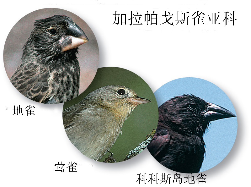 加拉帕戈斯雀亚科 加拉帕戈斯雀亚科