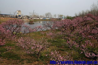 杨桥 杨桥