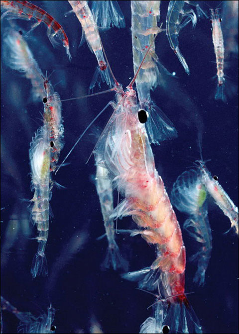 南极磷虾 南极磷虾