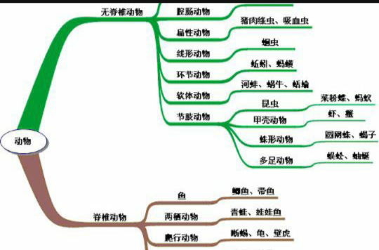 动物分类学 动物分类学