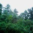 大关邑村 大关邑村