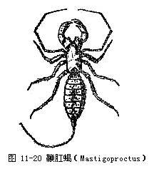 脊椎动物学 脊椎动物学