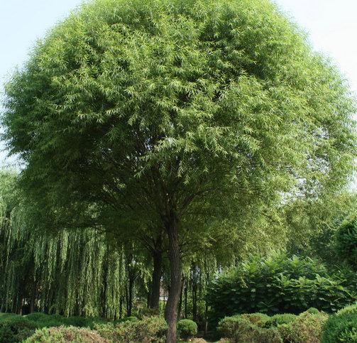 馒头柳 馒头柳