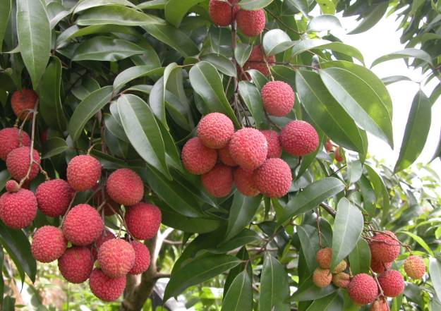 东莞荔枝 东莞荔枝