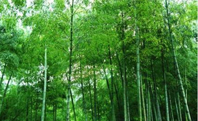 乌山 乌山