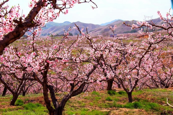 仙迹桃花岛旅游文化节 仙迹桃花岛旅游文化节