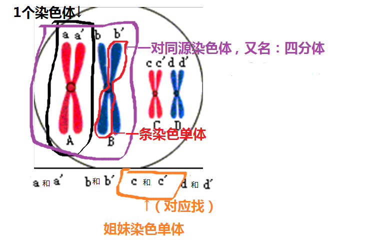 姐妹染色单体 姐妹染色单体