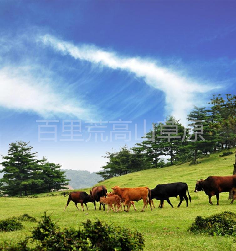 百里荒草原风景区 百里荒草原风景区