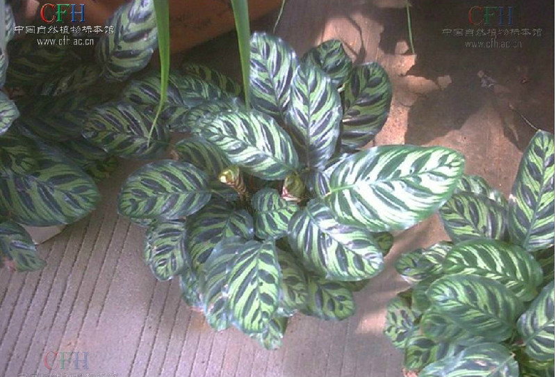 孔雀竹芋 孔雀竹芋