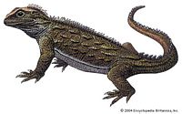 楔齿蜥的一种,Sphenodon punctatum 楔齿蜥的一种,Sphenodon punctatum