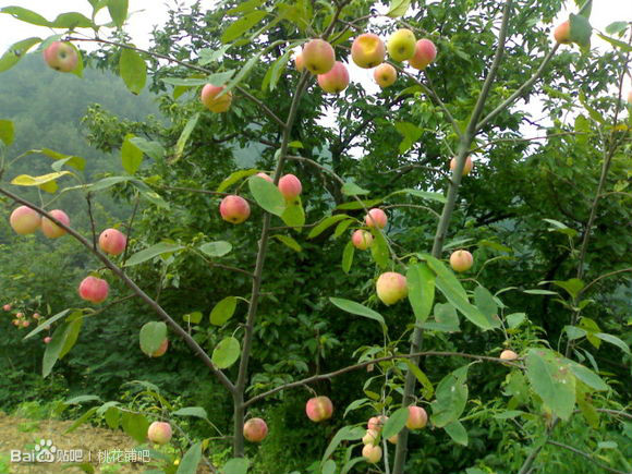 桃花铺 桃花铺
