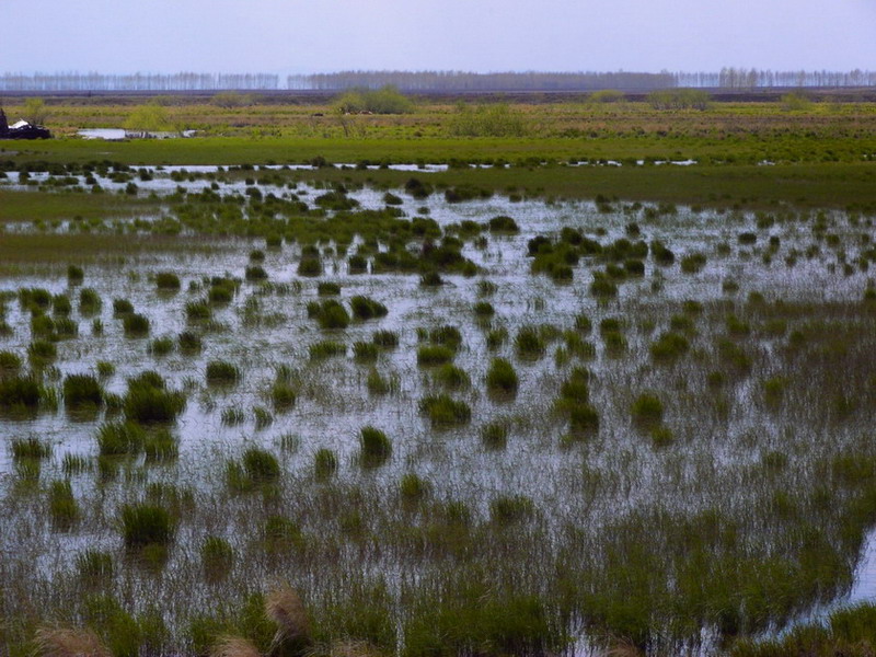 三江平原湿地 三江平原湿地
