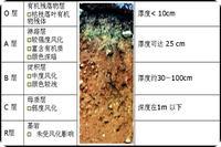 表土层和心土层分层 表土层和心土层分层