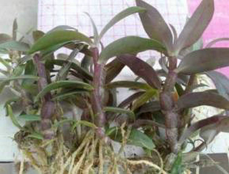 茎 茎