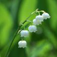 铃兰(植物物种) 铃兰(植物物种)