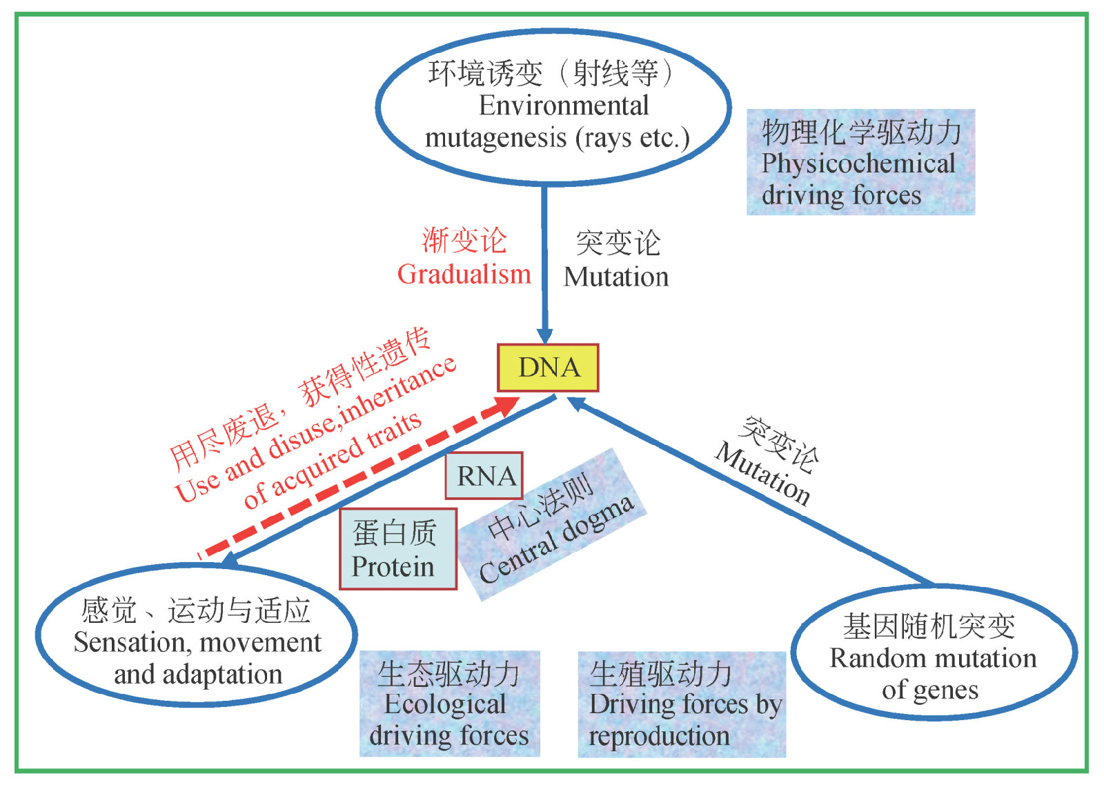 遗传变异与各种进化理论的关係 遗传变异与各种进化理论的关係