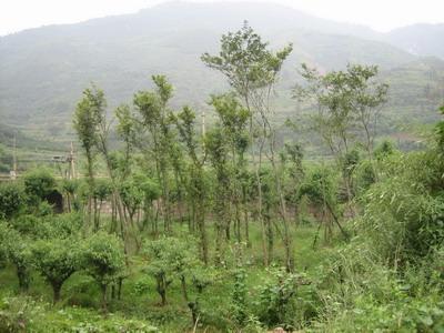 苗圃 苗圃