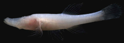 宽吻盲鮰(Speoplatyrhinus poulsoni) 宽吻盲鮰(Speoplatyrhinus poulsoni)