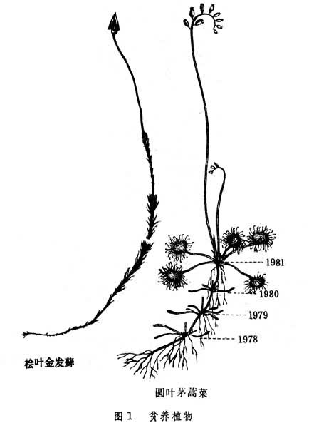 沼泽生态 沼泽生态