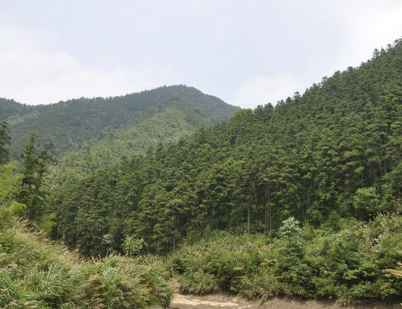 游山林场