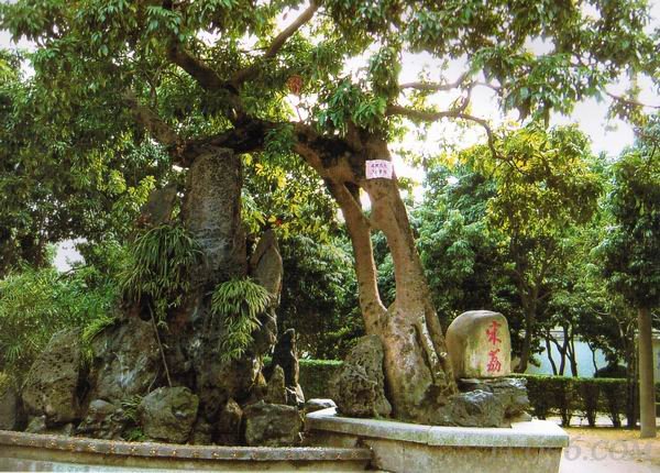 宋荔