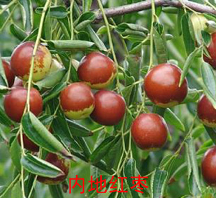 大枣 大枣