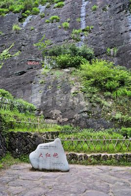 岩石植物 岩石植物