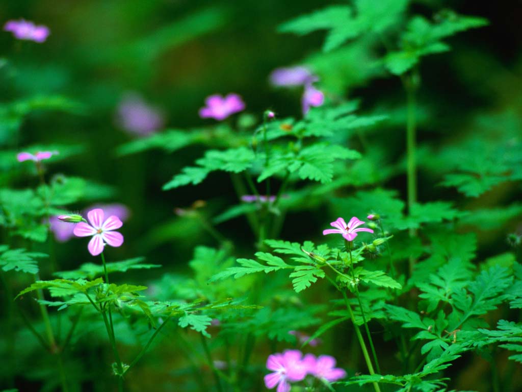 绿色植物 绿色植物