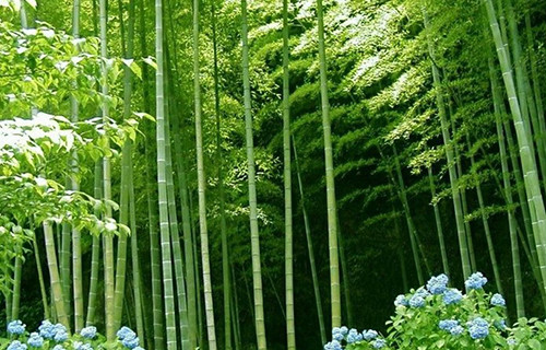 邱村镇 邱村镇